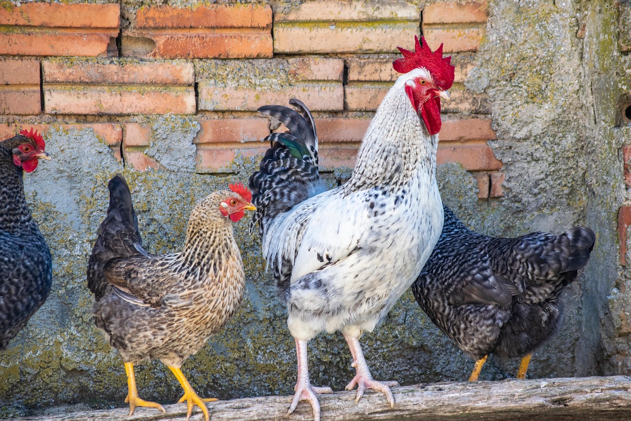 Keeping a Small Flock of Chickens Without Losing Your Mind