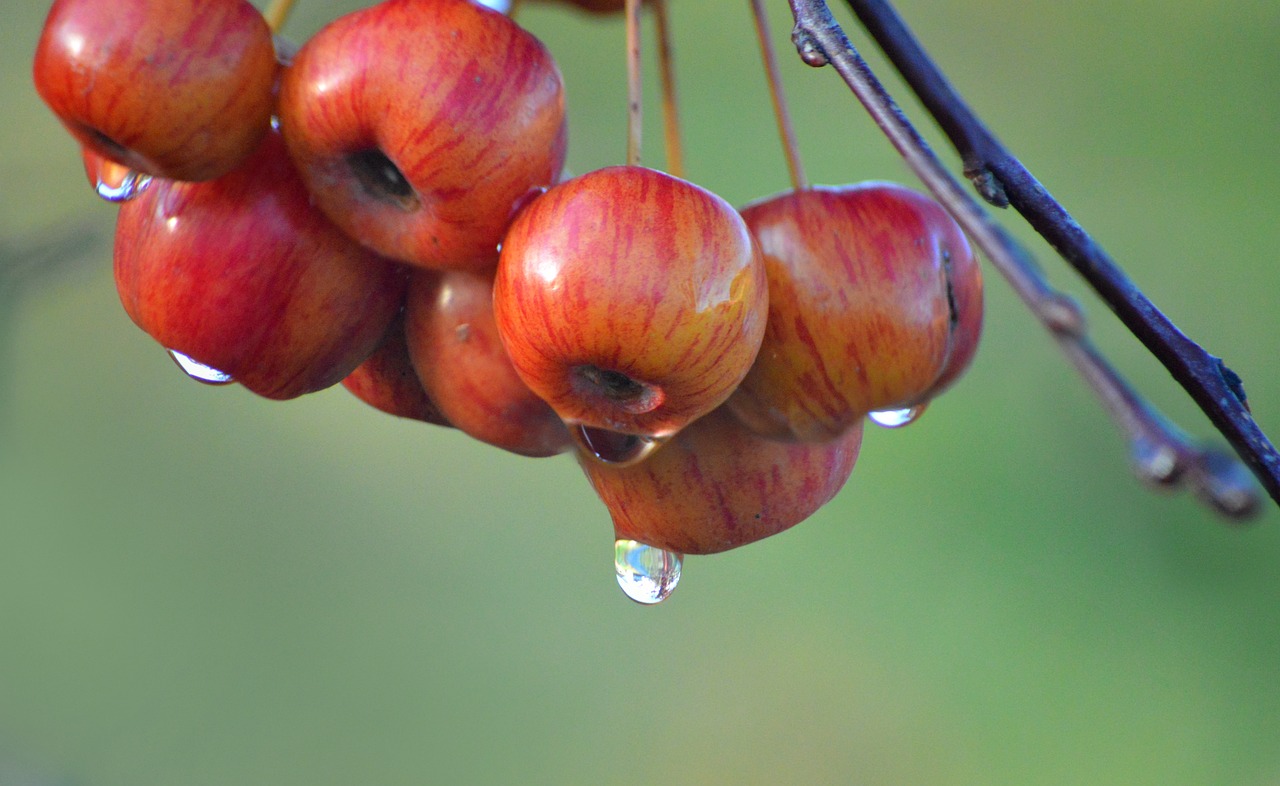 The Small Orchard: Growing Fruit Trees on a Quarter Acre